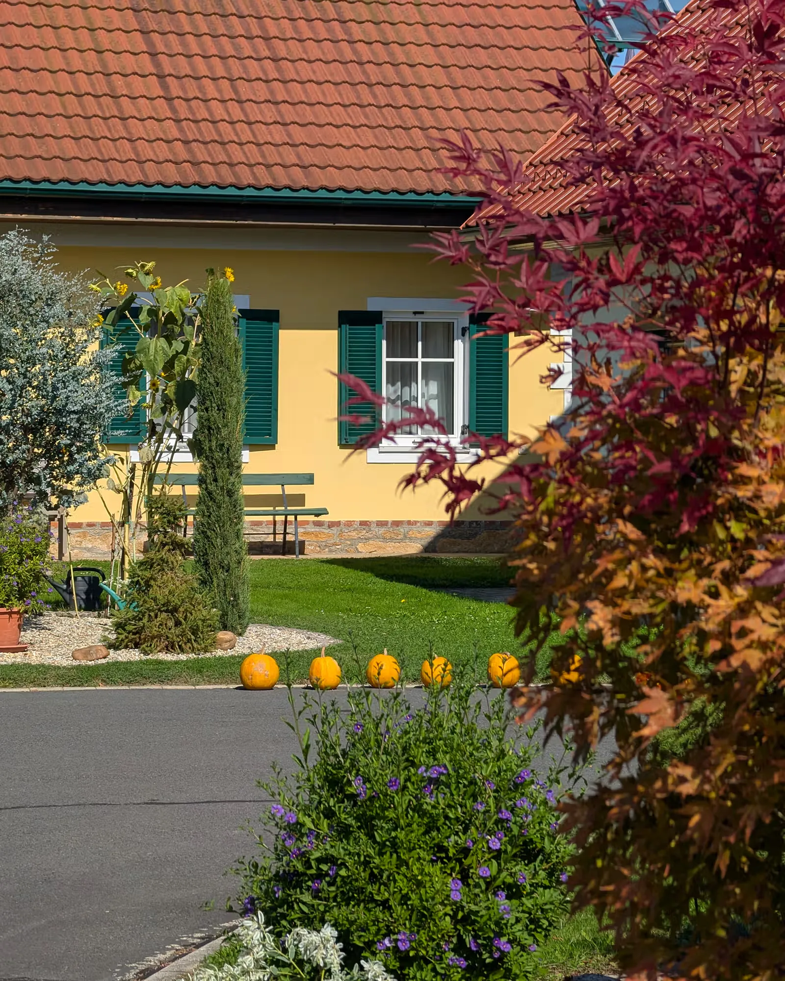 Kürbisse vor dem Ferienhaus mit herbstlich gefärbtem Laub