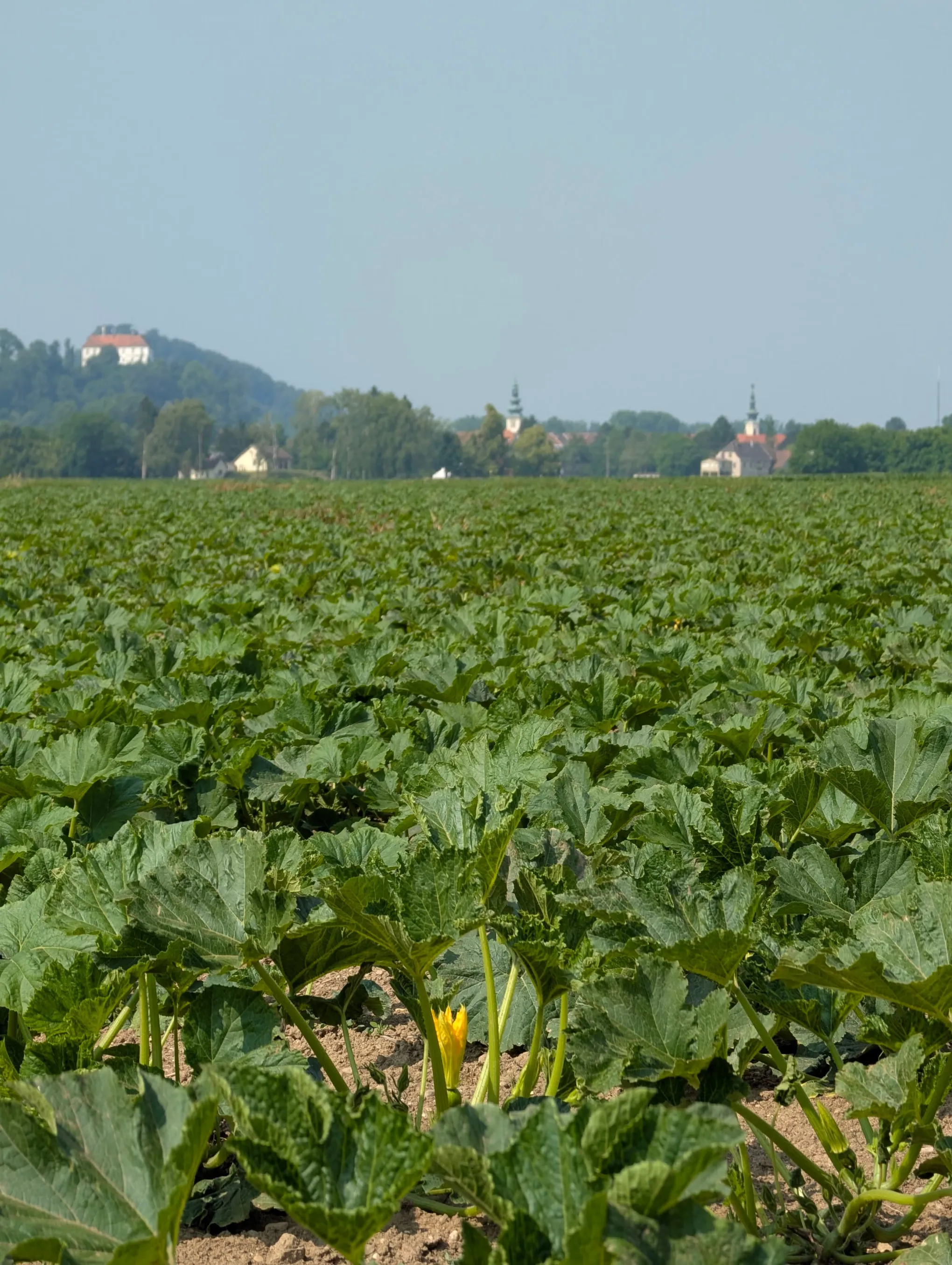 Kürbisfeld des Hofs Majczan in Bad Radkersburg