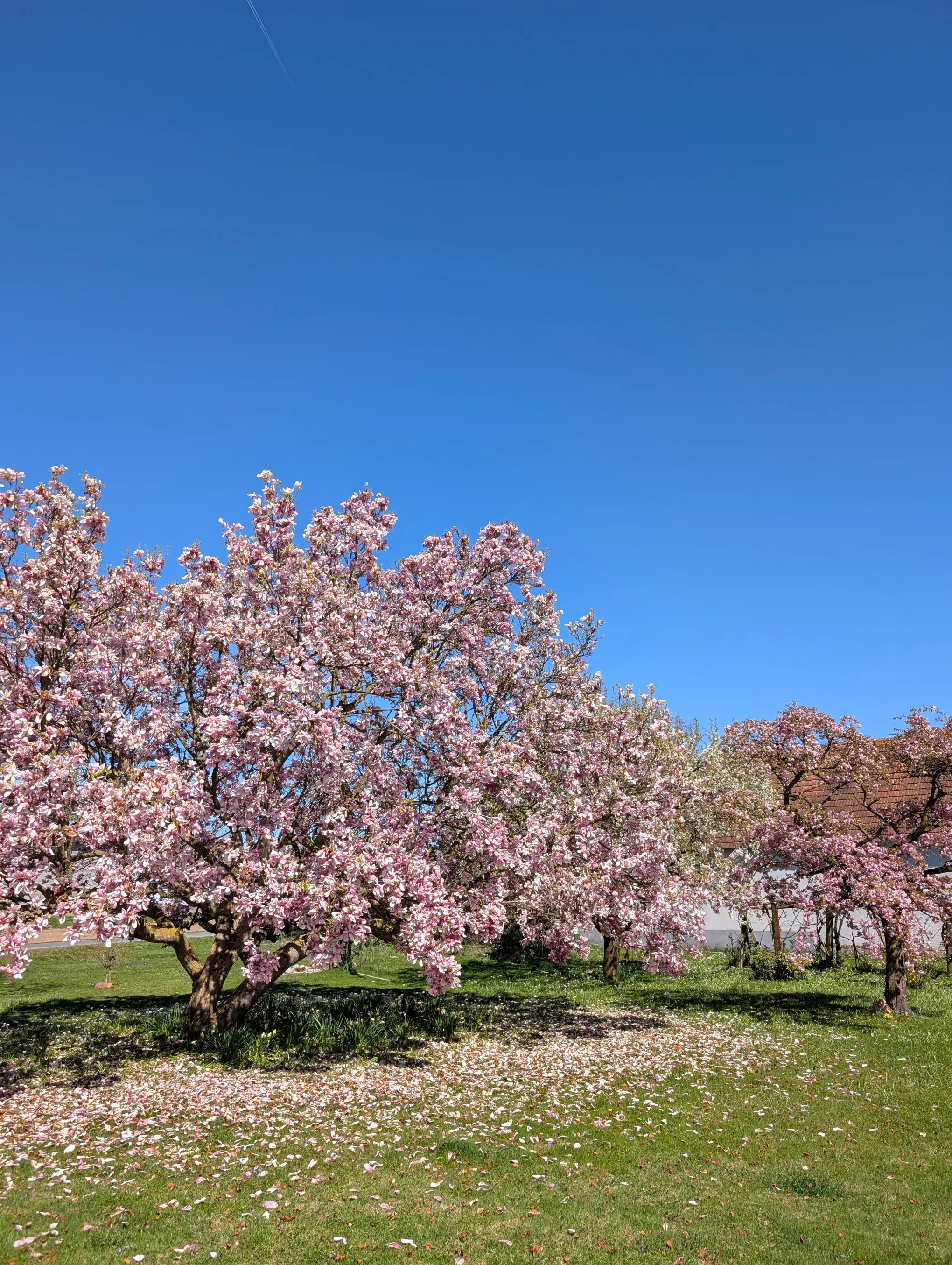 Blühender Baum im Frühling in Sicheldorf bei Bad Radkersburg